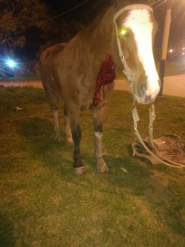 "Pampa" Caballo accidentado
