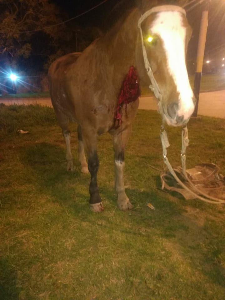 "Pampa" Caballo accidentado 